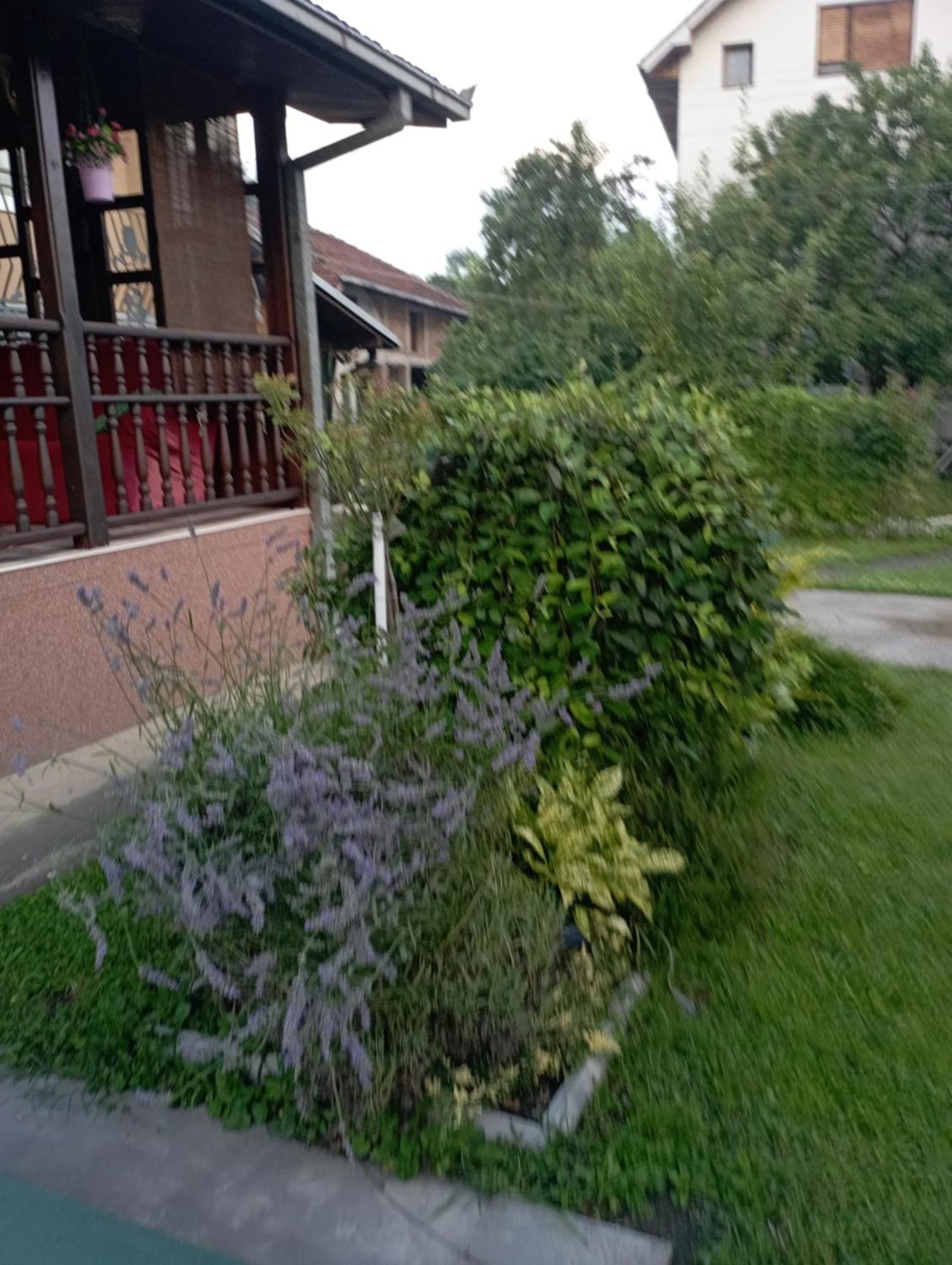 Kuca Za Odmor Zicanka Kraljevo Exteriör bild