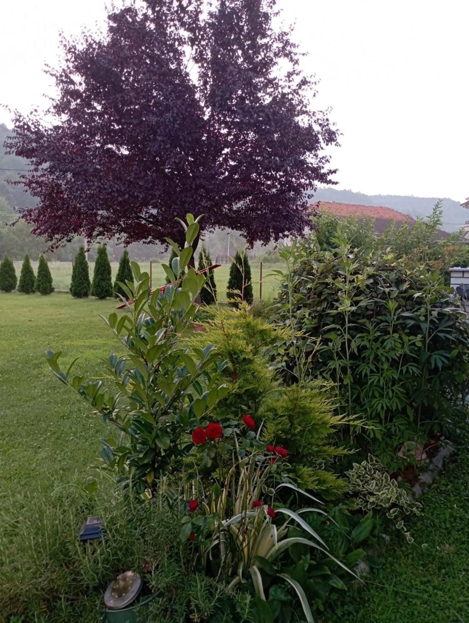 Kuca Za Odmor Zicanka Kraljevo Exteriör bild