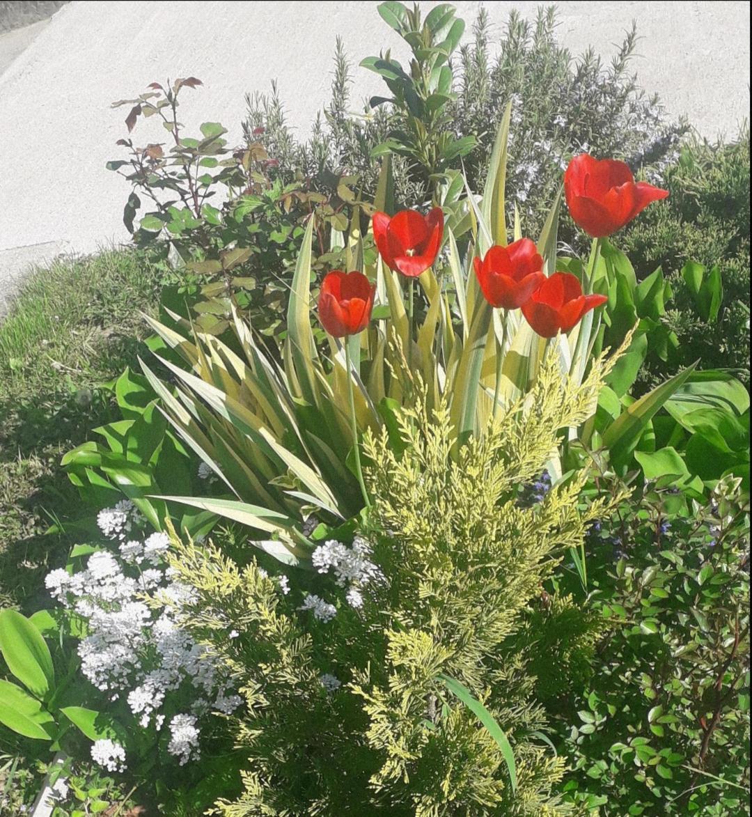 Kuca Za Odmor Zicanka Kraljevo Exteriör bild